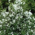 Philadelphus x purpureomaculatus ''Silver Showers' P7